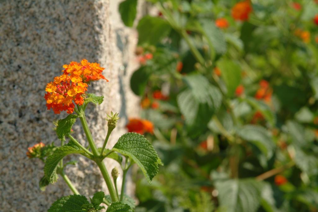 Quinta Do Vale Do Monte Guest House Виана до Кастело Екстериор снимка